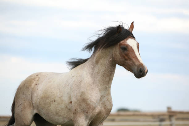 istock Welsh pony running on pasturage 1165396408