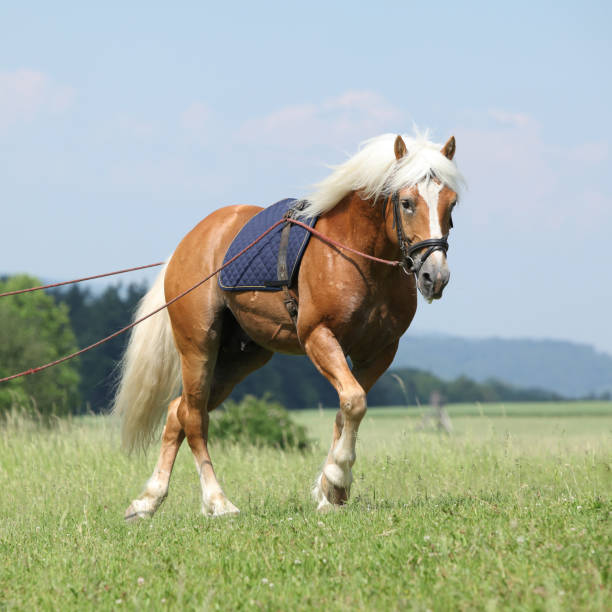 istock Amazing haflinger stallion in training 1165397212