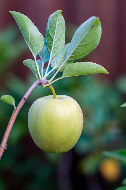 istock Small unripe green apple Golden Delicious on apple tree 1165397672