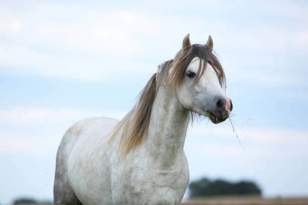 istock Beautiful pony on pasturage in summer 1165397750