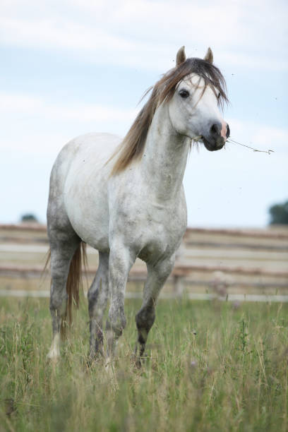 istock Beautiful pony on pasturage in summer 1165397774