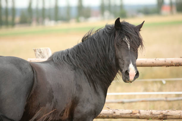 istock Amazing black stallion on pasturage 1165398621