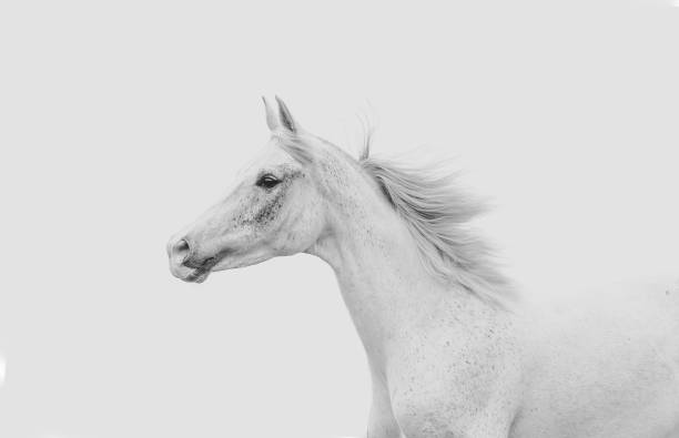 istock White arabian horse on a white sky 1165399740