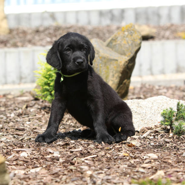 istock Amazing black labrador puppy 1165400055