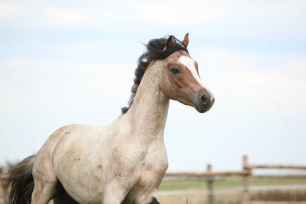 istock Welsh pony running on pasturage 1165400957