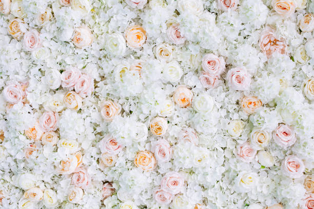 istock Flowers wall background with white and light orange roses. 1165401440