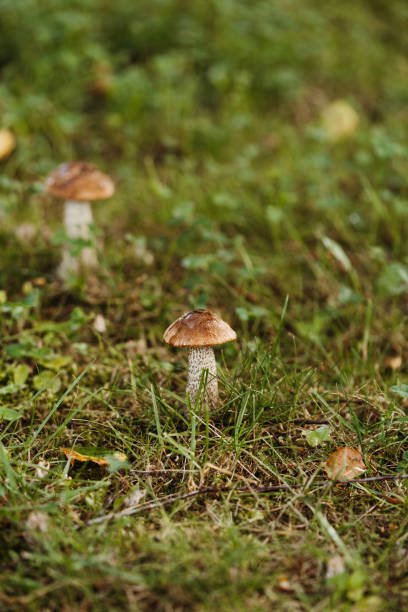 istock Forest mushrooms in the grass 1165402118