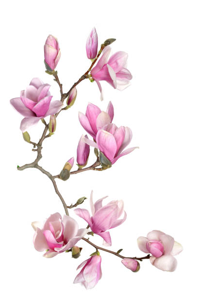 magnolia - magnolia white blossom flower zdjęcia i obrazy z banku zdjęć