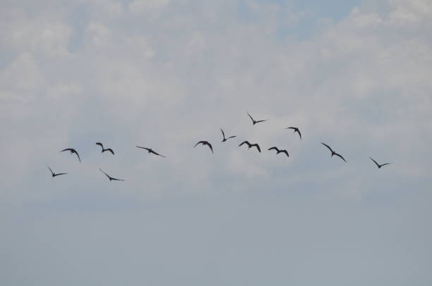 istock The beautiful birds glossy ibis in the natural environment 1165405674