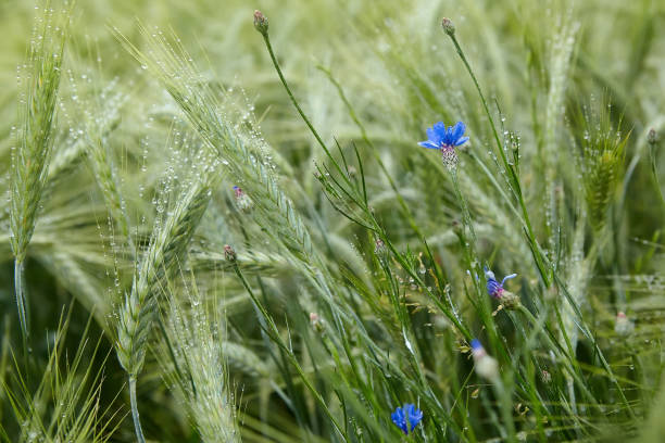 orzo con rugiada d'acqua - nature rain crop europe foto e immagini stock