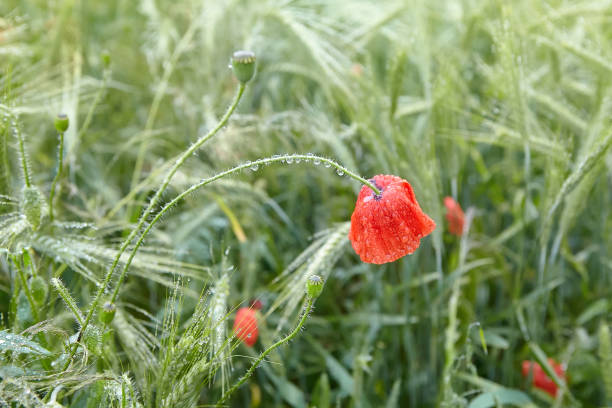 istock poppy with dew drops after the rain 1165407692