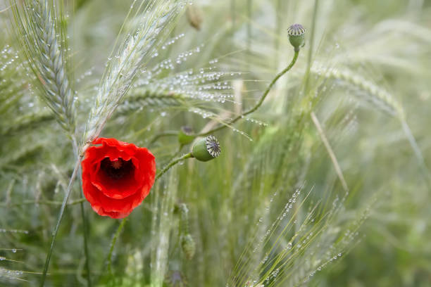istock poppy with dew drops after the rain 1165407699
