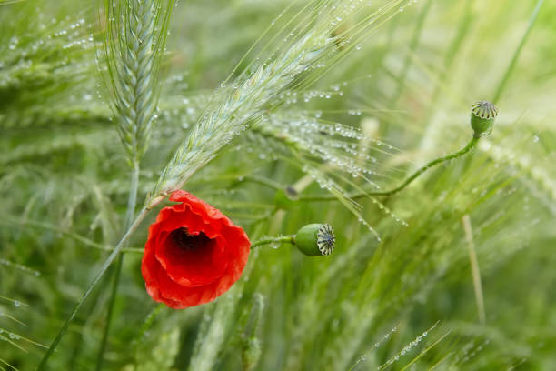 istock poppy with dew drops after the rain 1165407704