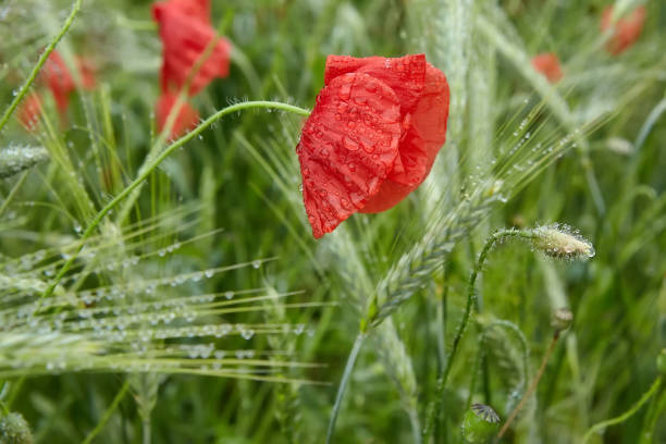 istock poppy with dew drops after the rain 1165407734