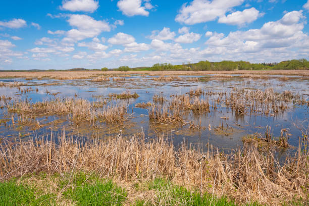 istock Looking Across a Wisconsin Wetland 1165407752