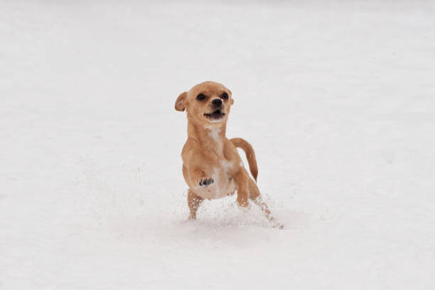 istock funny little chihuahua playing on the snow 1165408843
