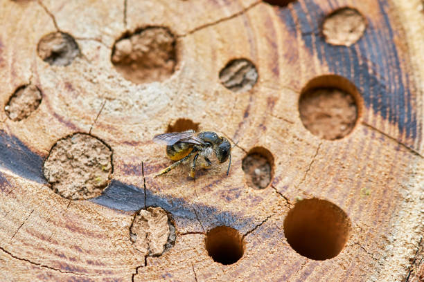 istock Bee sits in front of an insect hotel 1165410564