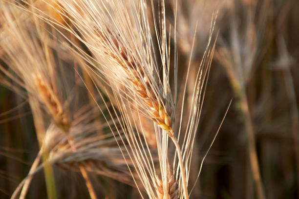istock Barley ears in the evening sun 1165410591