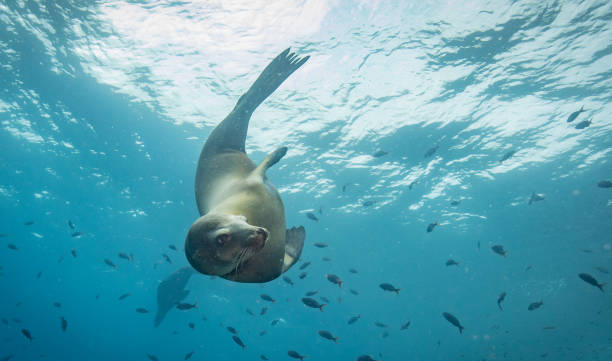 Sea lions in the sea of cortez Sea lions being very curious and playful with scuba diver and camera sea of cortes stock pictures, royalty-free photos & images