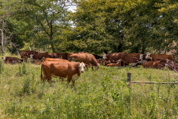 istock Cows grazing and resting in shade under trees in pasture during summer heat wave 1165412350