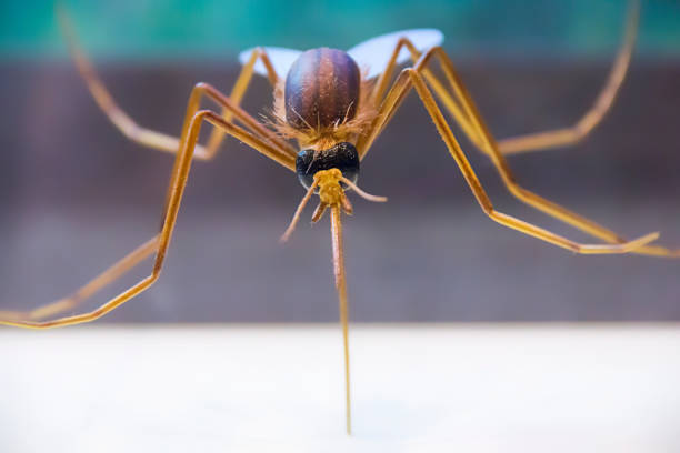 istock closeup of a mosquito biting an arm 1165412379