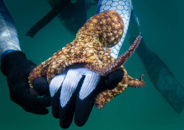 istock Octopus clinging and the swimming 1165412437