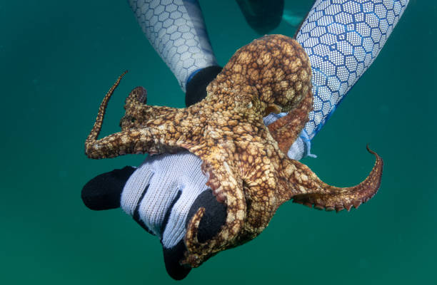istock Octopus clinging and the swimming 1165412445