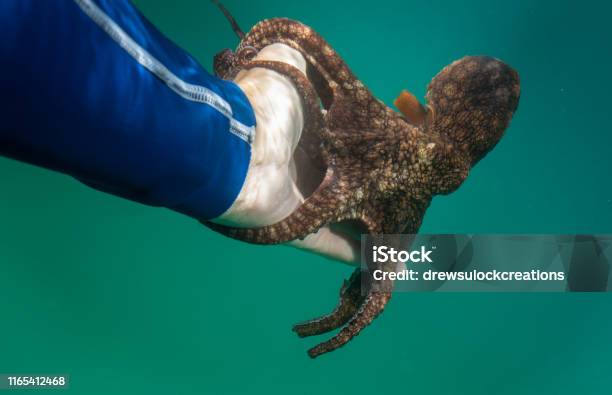 Octopus Clinging And The Swimming Stock Photo - Download Image Now - Octopus, Underwater Diving, Saltwater Fish