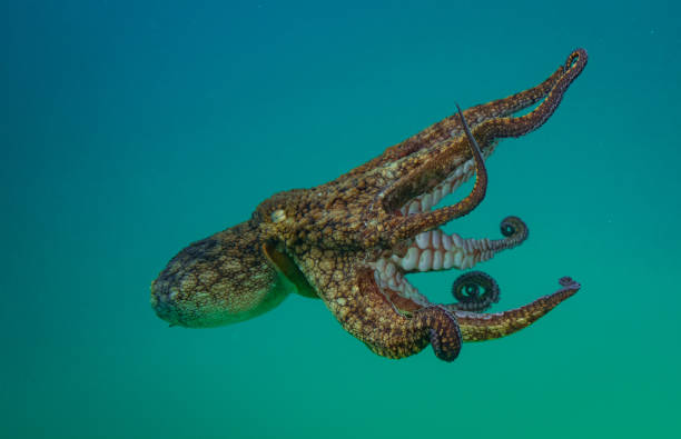 istock Octopus clinging and the swimming 1165412693