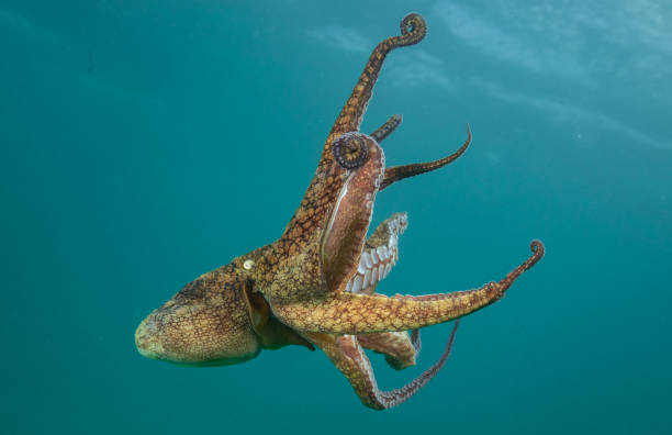 istock Octopus clinging and the swimming 1165412700