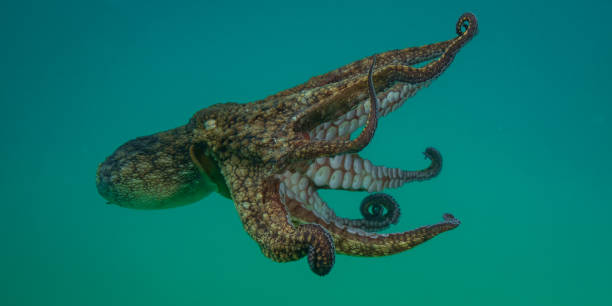 istock Octopus clinging and the swimming 1165413378