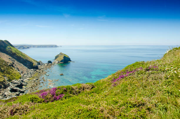 istock Basset Cove 1165413412