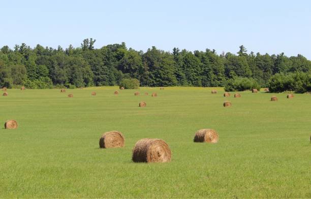 shreddies for cows - shreddies imagens e fotografias de stock