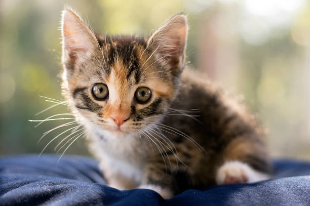 istock 2 month old foster kitten 1165414652