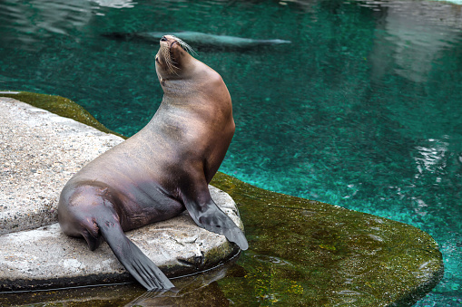 Fur seal at the coast. Brown fur seal sitting on a rock.
