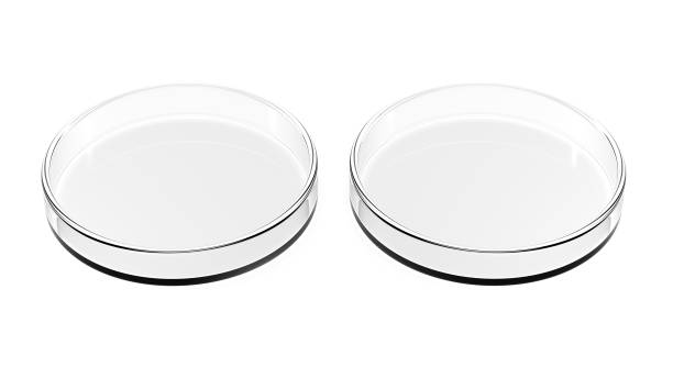две чашки петри изолированы на белом фоне. - environment bacterium research dishware стоковые фото и изображения