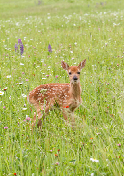 istock Alert Fawn in Wildflowers 1165418676