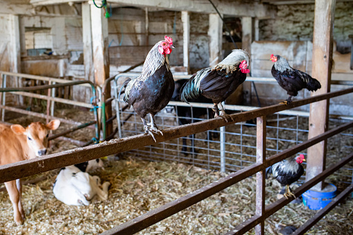 TYpical farm animals chicken and cows indoor at day