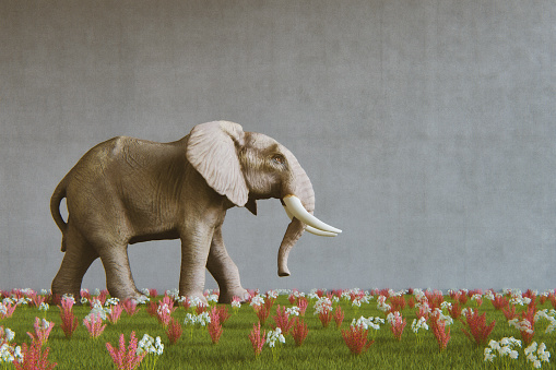 Empty grass office with walking elephant. This is entirely 3D generated image.