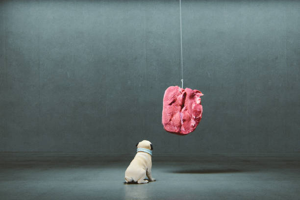 Funny pug dog looking at hanging meat. This is entirely 3D generated image.