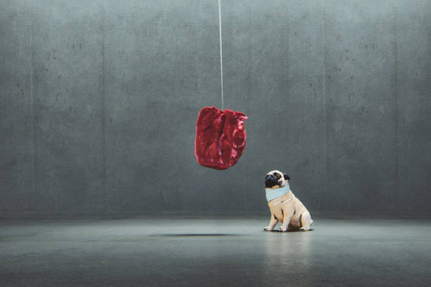 Funny pug dog looking at hanging meat. This is entirely 3D generated image.