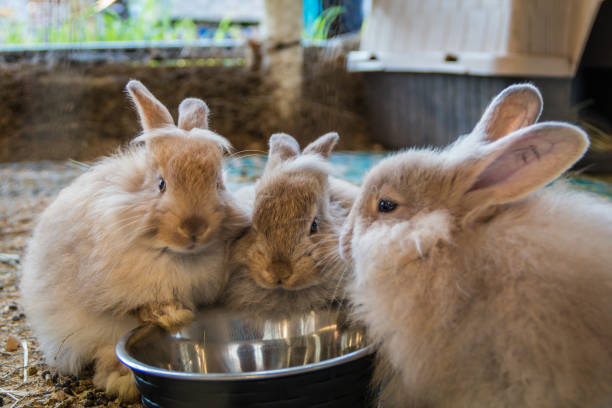 istock Adorable fluffy bunny rabbits eating from silver bowl 1165420659