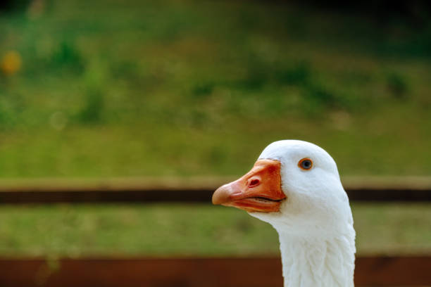 istock Close-up of a white goose 1165420728