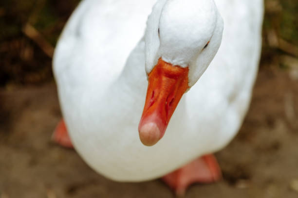 istock Close-up of a white goose seen from above 1165421277