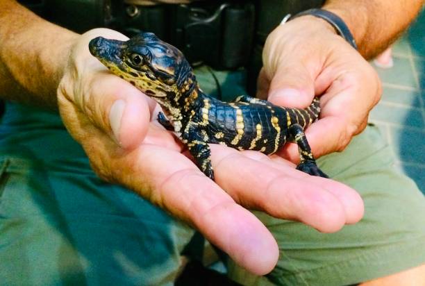 istock Baby alligator in hands 1165421387