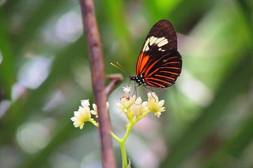 butterfly feeding in the amazon rainforest