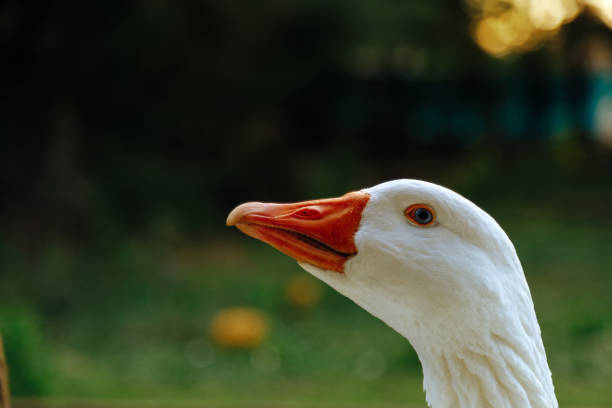istock Close-up of a white goose 1165422031