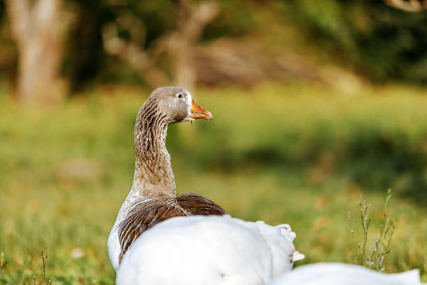 istock Gray goose in a garden at sunset 1165422113