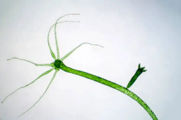 Photo of Hydra is a genus of small, fresh-water animals of the phylum Cnidaria and class Hydrozoa.