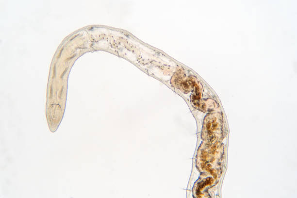 Tubifex worm under the microscope view for education.
